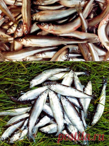 Ловля ряпушки на реке Нева