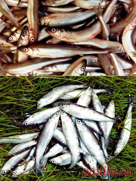 Ловля ряпушки на реке Нева