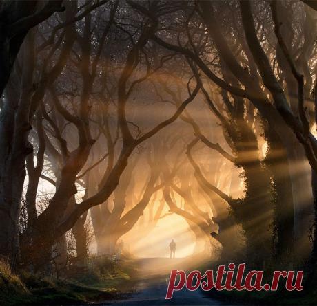 БУКОВАЯ АЛЛЕЯ DARK HEDGES, СЕВЕРНАЯ ИРЛАНДИЯ