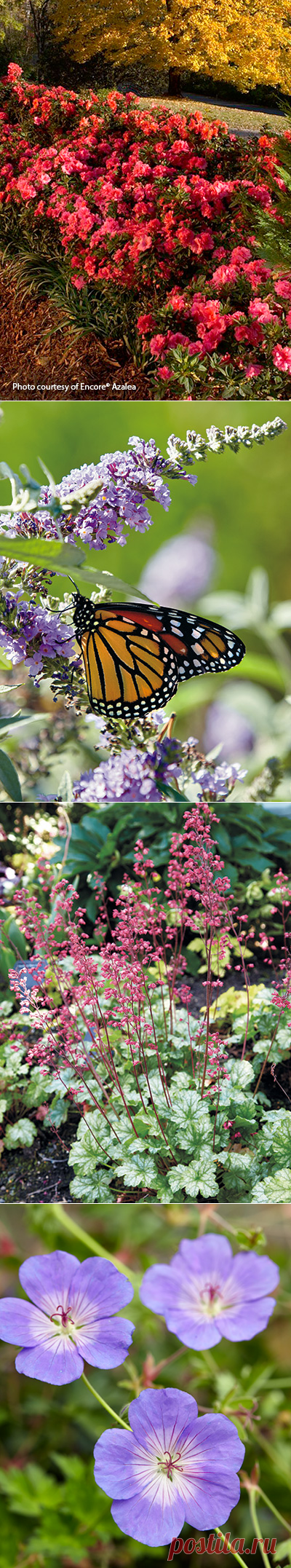 Reblooming plants for your garden | Garden Gate Magazine