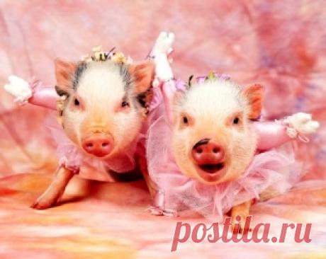 Animals by debra on Indulgy.com