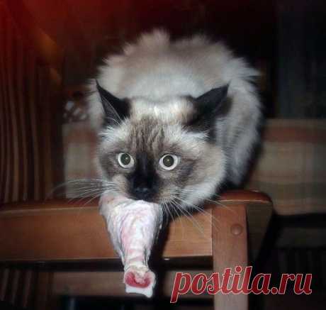 Коты, которых застали врасплох / Приколы