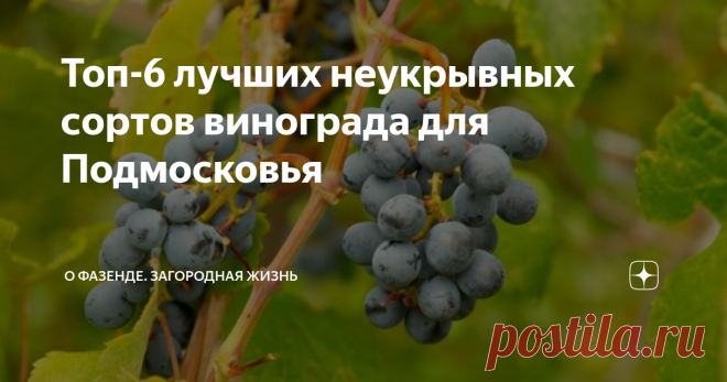 Топ-6 лучших неукрывных сортов винограда для Подмосковья Хотите узнать про сорта винограда? Читайте