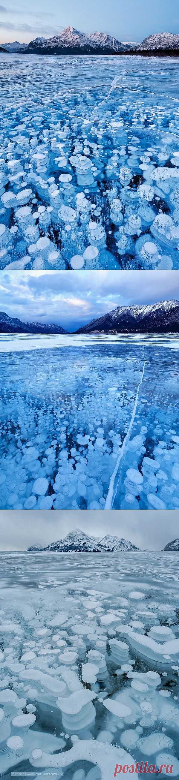 Замороженные пузырьки озера Авраам (Abraham Lake)