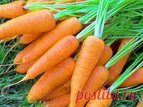 морковь без прореживания
