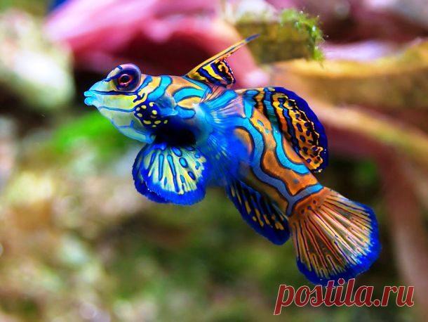 Невиданные морские обитатели