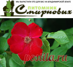 Роза «Робуста».  10 достоинств, за которые вы полюбите «Робусту» -Растения -Р -Статьи