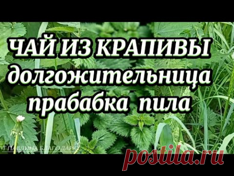 Чай из крапивы. Как правильно заварить?