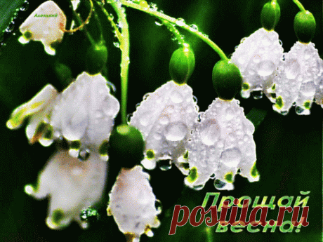 Анимированная (gif) Открытка - Прощай весна!