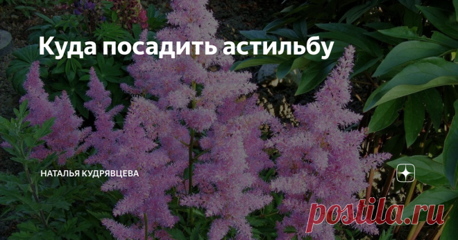 Куда посадить астильбу Если вы хотите украсить свой участок неприхотливым, но очень красиво цветущим многолетником, очень советую обратить внимание на астильбу.
Считается почему-то, что астильбы любят тень, и поэтому их относят к одним из лучших партнеров для хост и папоротников. Однако это не совсем так - астильба не тенелюбивое, а теневыносливое растение.