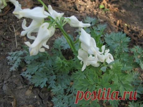 Новое растение в моем саду: дицентра красивая Аврора / Дом в селе - жизнь на даче круглый год! / 7dach.ru