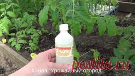 НАШАТЫРНЫЙ СПИРТ -СУПЕР УДОБРЕНИЕ ДЛЯ ТОМАТОВ!