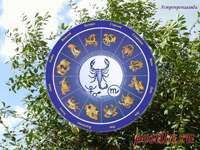 Гороскоп для Скорпиона с 3 по 31 июля 2023 

♏ ✨ Автор: астролог Нина Стрелкова. 
✧ Солнце большую часть июля находится в дружественном вам знаке Рака. В начале июля там же находится и Меркурий, что активизирует ваши умственные и творческие способности, способствует появлению новый интересных идей. Но управители вашего знака Плутон и Марс все время вступают в конфликтные аспекты то с одной, то с другой планетой. Вы тоже можете последовать их примеру...