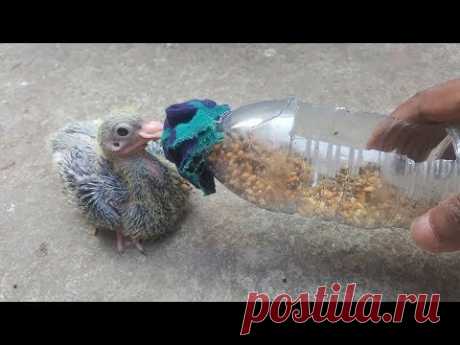 How to Bottle Feeding A Baby Pigeon - YouTube