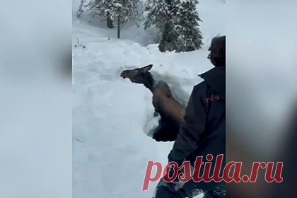 Друзья спасли замерзавшего несколько дней в ручье лося. Друзья возвращались с прогулки на снегоходах на Аляске и увидели вмерзшего в ручей лося. Они решили помочь животному высвободиться и начали копать вокруг него яму. Прохожие присоединились к мужчинам. У одного из них оказалась кувалда, которой было удобно раскалывать лед. В конце концов, лося удалось освободить.
