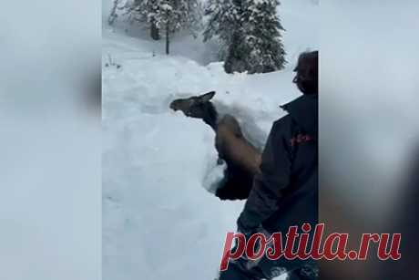 Друзья спасли замерзавшего несколько дней в ручье лося. Друзья возвращались с прогулки на снегоходах на Аляске и увидели вмерзшего в ручей лося. Они решили помочь животному высвободиться и начали копать вокруг него яму. Прохожие присоединились к мужчинам. У одного из них оказалась кувалда, которой было удобно раскалывать лед. В конце концов, лося удалось освободить.