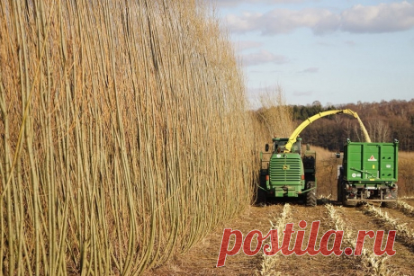 Ива – это не просто растение, а самодостаточный сельский бизнес! — AgroXXI