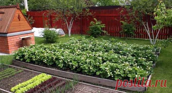 ВЕСЕННЯЯ ПОДКОРМКА ЗЕМЛЯНИКИ (КЛУБНИКИ)
