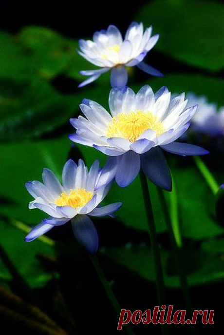 Water lilies  / The Pool's Pride by Alexander Boden  |  Pinterest • Всемирный каталог идей
