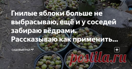 Гнилые яблоки больше не выбрасываю, ещё и у соседей забираю вёдрами. Рассказываю как применить падалицу с пользой для участка Этот год выдался на удивление урожайным на яблоки и груши. Даже с учётом того что мы держим хозяйство остаётся очень много падалицы. Да и соседи несут вёдрами. Вот и решила я пустить эти гнилые яблоки в пользу и улучшить ими свою почву на участке. Как я это делаю сейчас расскажу.
Приветствую вас на канале «Садовый рай 🌱»!
Гнилые яблоки отличное орг...