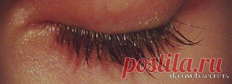 Растишка для ресничек! | Женский журнал