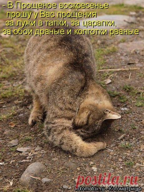 Котоматрицы великолепные, каждая с кусочком позитива и хорошего настроения!!!