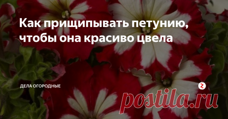 Как прищипывать петунию, чтобы она красиво цвела Привет, друзья.
Сегодня, поделюсь своим опытом прощипывания петунии.
Если вы хотите, чтобы петуния радовала вас пышным цветом, за ней нужно правильно ухаживать. И конечно, не забывать своевременно прищипывать и удалять ее верхние отросшие побеги.
Если, вы не сделаете этого, не скорректируете растение с самого начала, то оно не будет куститься, уйдет полностью в рост, а это испортит его внешний вид