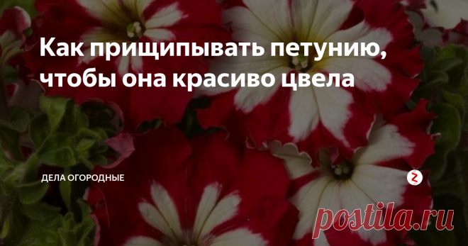 Как прищипывать петунию, чтобы она красиво цвела Привет, друзья.
Сегодня, поделюсь своим опытом прощипывания петунии.
Если вы хотите, чтобы петуния радовала вас пышным цветом, за ней нужно правильно ухаживать. И конечно, не забывать своевременно прищипывать и удалять ее верхние отросшие побеги.
Если, вы не сделаете этого, не скорректируете растение с самого начала, то оно не будет куститься, уйдет полностью в рост, а это испортит его внешний вид