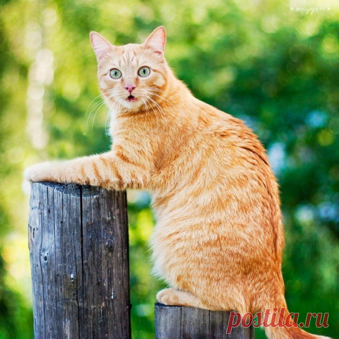 Без кота и жизнь не та : 