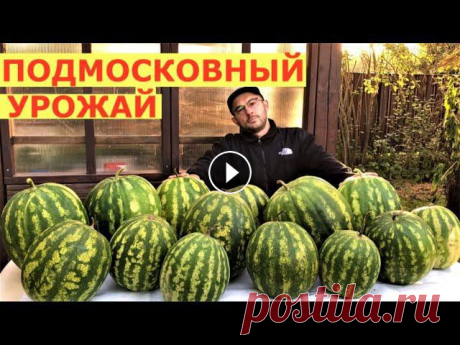 Вырастить арбузы под Москвой-посадил и забыл Как вырастить арбузы в Подмосковье в открытом грунте?Помощь каналу, карта Сбербанка - 4276 3800 7513 3459На канале: Наталья Сморчкова и другие авторы ...