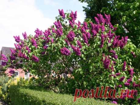Популярные виды сирени – названия, фото, лучшие сорта Сирень (Syringa) – распространенный род кустарников семейства Маслиновые, который, по данным разных источников, насчитывает от 10 до 36 видов. Мы выбрали самые популярные из них.
Сирень любого вида не...
