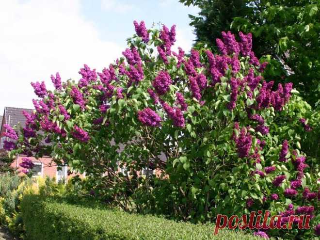 Популярные виды сирени – названия, фото, лучшие сорта Сирень (Syringa) – распространенный род кустарников семейства Маслиновые, который, по данным разных источников, насчитывает от 10 до 36 видов. Мы выбрали самые популярные из них.
Сирень любого вида не...