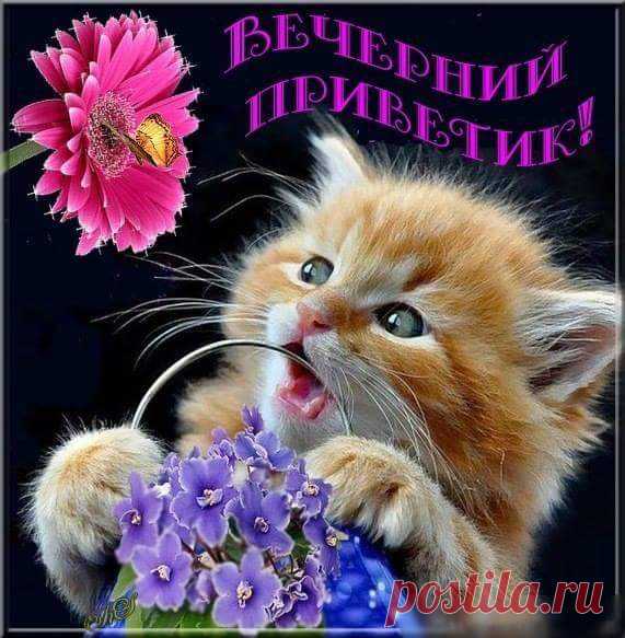 Миса Тиса - Всем доброе утро!!!