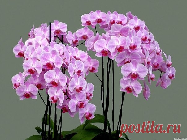 Удобряйте орхидеи, ПРАВИЛЬНО. 

Патологии развития у домашних орхидей могут появляться как от перекорма удобрениями, так и от их дефицита и, как правило, определяются по появлению мраморного рисунка на листьях (красных, светло-зеленых, белых желтых и др. пятен на темно-зеленой листовой пластинке). Как ни странно, и в том и в другом случае у орхидеи одинаково наблюдается задержка или нарушение в развитии, рост искривленных листьев и отказ от цветения, но лечение этих состоя...