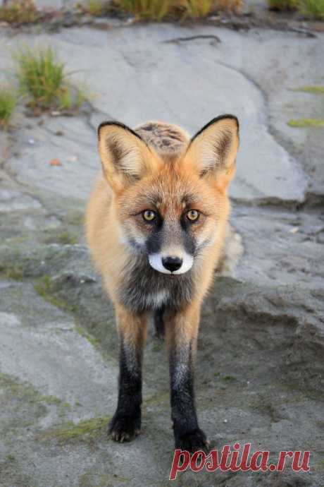 Патрикеевна | National Geographic Россия