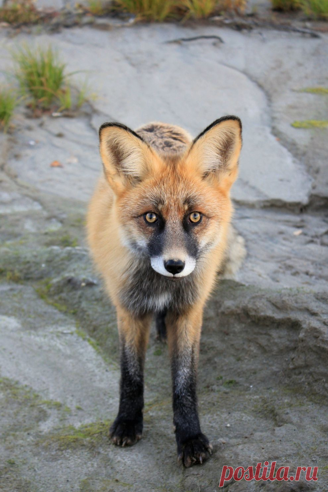 Патрикеевна | National Geographic Россия