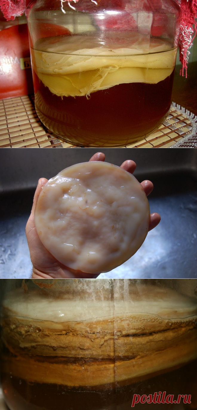 Как вырастить чайный гриб