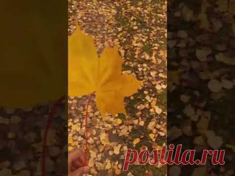 не пропустить осень 🍂🍂🍂