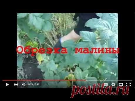 Как обрезать малину осенью.