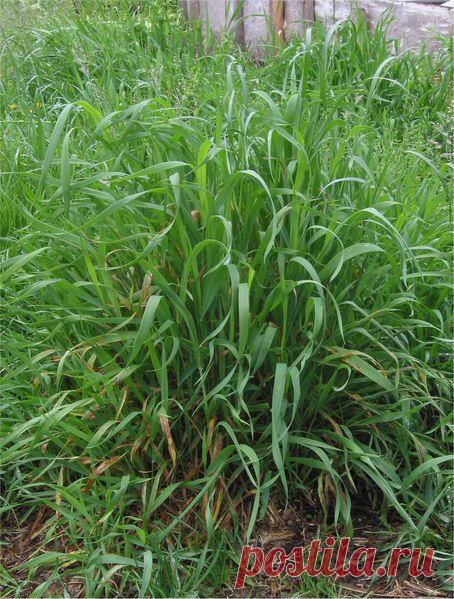 Полезные сорняки