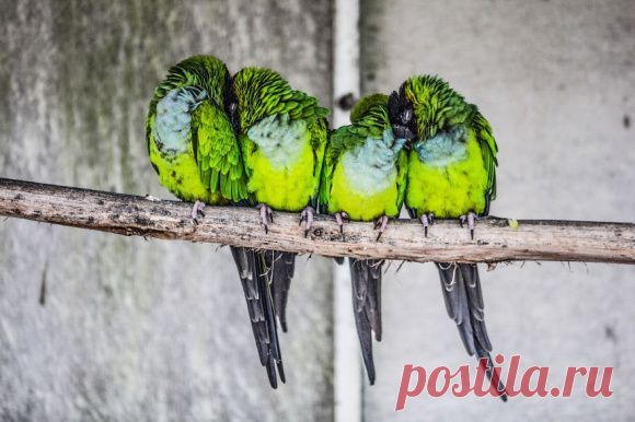 ФОТОГРАФИИ ОБНИМАЮЩИХСЯ ПТИЦ - Блог. yurii - Группы Мой Мир