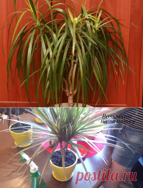 Как правильно и часто нужно поливать драцену.