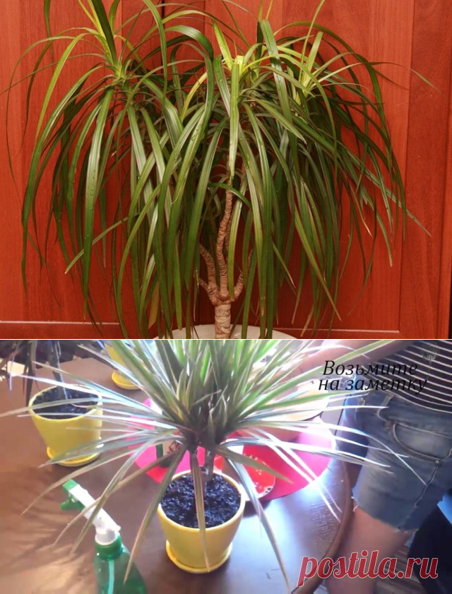 Как правильно и часто нужно поливать драцену.