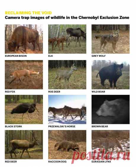 The wildlife of Chernobyl: 30 years without man