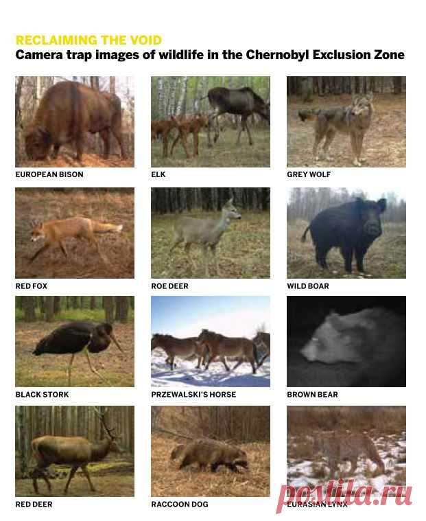 The wildlife of Chernobyl: 30 years without man