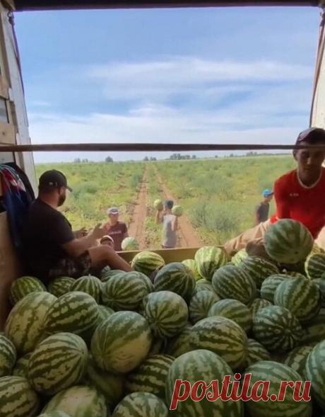 Почём арбузы на полях или сколько на нас зарабатывают перекупщики: секреты ценообразования
Почему у нас такие дорогие продукты и что на это влияет? Кто и сколько зарабатывает на базовых потребностях населения? Какие структуры регулируют ценообразование? Эти и многие другие вопросы вызывают острый интерес у потребителей. Свет на данную ситуацию прольёт наш собеседник Илья. Честно о накрутках...
Читай дальше на сайте. Жми подробнее ➡