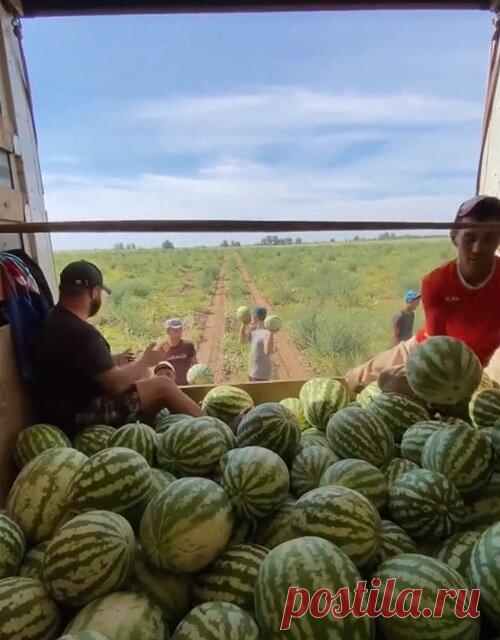 Почём арбузы на полях или сколько на нас зарабатывают перекупщики: секреты ценообразования
Почему у нас такие дорогие продукты и что на это влияет? Кто и сколько зарабатывает на базовых потребностях населения? Какие структуры регулируют ценообразование? Эти и многие другие вопросы вызывают острый интерес у потребителей. Свет на данную ситуацию прольёт наш собеседник Илья. Честно о накрутках...
Читай дальше на сайте. Жми подробнее ➡
