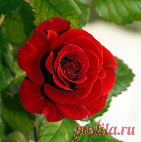 (64) Одноклассники