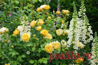 Что посадить рядом с розами