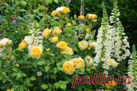 Что посадить рядом с розами